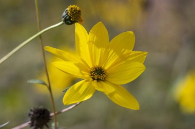 Helianthus tüberosus güneş kökü topinambur sarı çiçekli bitki, güzel Kudüs enginarı güneş yutan çiçek açan yabani ayçiçeği yaprağı