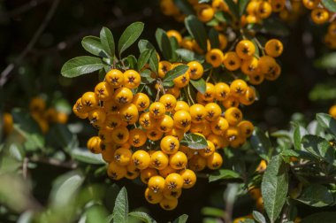 Pyracantha coccinea güneşli yıldız kırmızı ateş dikenli süs çalı, parlak turuncu meyve grubu sonbahar çalılığında asılı, yeşil yapraklar