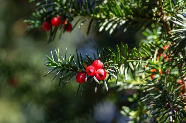 Taxus baccata yaygın Avrupa İngilizcesi porsuk ağacı ağaç dalları yeşil yapraklı iğneler ve çekirdekli koniler gibi kırmızı böğürtlen