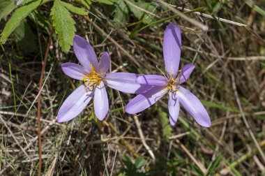 Kolşyum güz güz gülü, açık mor renkli çiçek grubu, çayıra düşerken güzel çiçekler.