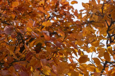 Amelanchier lamarckii Shadbush rengarenk sonbahar çalıları Güzel kırmızı turuncu yapraklarla dolu