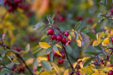 Rosa glauca yapraklı kırmızı yapraklı dikenli çalılık kırmızı olgun meyveler, kırmızı yapraklı gül dalları ve sarı sonbahar yaprakları