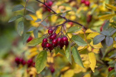 Rosa glauca yapraklı kırmızı yapraklı dikenli çalılık kırmızı olgun meyveler, kırmızı yapraklı gül dalları ve sarı sonbahar yaprakları