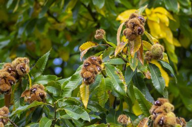 Castanea sativa olgunlaşan meyveler dikenli kübikler, ağaç dallarında sallanan yenilebilir gizli tohumlar, yeşil yapraklar.