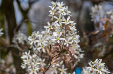 Amelanchier lamarckii yapraklı yaprak döken çalılar, ilkbaharda açan dallardaki karlı beyaz taç yapraklı çiçekler.