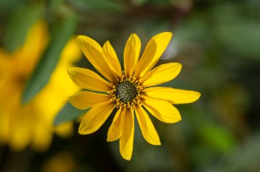 Helianthus tüberosus güneş kökü topinambur sarı çiçekli bitki, güzel Kudüs enginarı güneş yutan çiçek açan yabani ayçiçeği yaprağı
