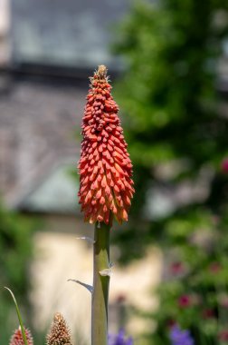 Kniphofia uvaria bright orange red bud ornamental flowering plants on tall stem, group tritomea torch lily red hot poker flowers clipart