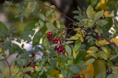 Rosa glauca deciduous red-leaved spiny shrub with red ripened fruits, redleaf rose branches with hips and yellow autumnal leaves clipart