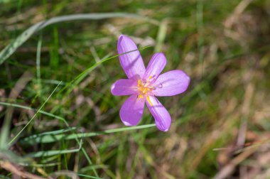 Kolşyum güz güz gülü, açık mor renkli çiçek grubu, çayıra düşerken güzel çiçekler.