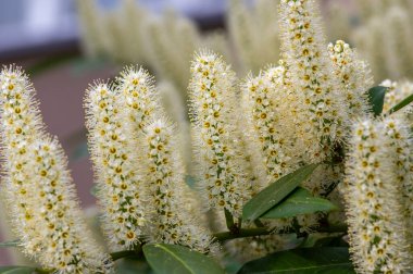 Prunus laurocerasus kiraz çiçekli bitkiler, çalılıklardaki beyaz çiçekler, yeşil yapraklar, süs bahçesi