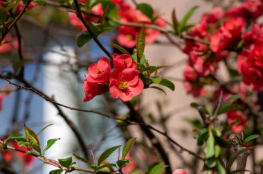 Chaenomeles japonica maules quince quince çiçekli çalı, güzel pembe renkli çiçekler bahar dallarında çiçek açar