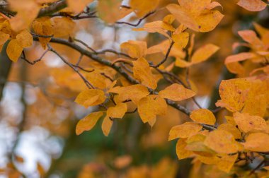 Amelanchier lamarckii Shadbush rengarenk sonbahar çalıları Güzel kırmızı turuncu yapraklarla dolu