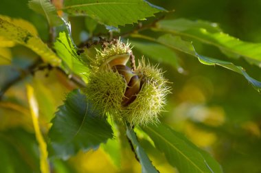 Castanea sativa olgunlaşan meyveler dikenli kübikler, ağaç dallarında sallanan yenilebilir gizli tohumlar, yeşil yapraklar.