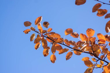 Amelanchier lamarckii shadbush colorful autumnal shrub branches full of beautiful red orange yellow fall leaves clipart