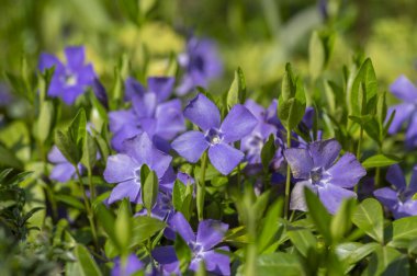 Vinca minör minör menekşe süs çiçekleri çiçek, yaygın menekşe çiçekleri yeşil yapraklı sürünen çiçekler