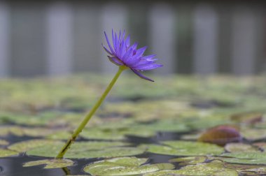 Nymphaea caerulea zanzibarensis nilüfer çiçeği çiçek açmış, çiçek açan nilüfer çiçekleri dekoratif bahçe havuzunda, yeşil benekli yapraklar