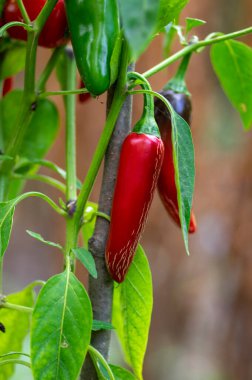 Capsicum annuum Jalapeno chilli hot peppers, group of red fruits hanging on the shrub and green leaves clipart