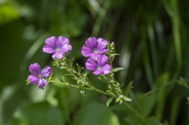 Linum viscosum pale pink flax flowers in bloom, wild flowering plant in Slovenia mountains in daylight sunlight