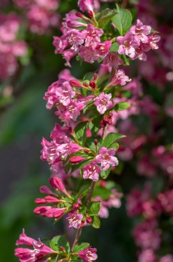 Weigela koraeensis pembe beyaz çiçekli çalılık, çiçek açan renkli çiçekler, yeşil yapraklar.