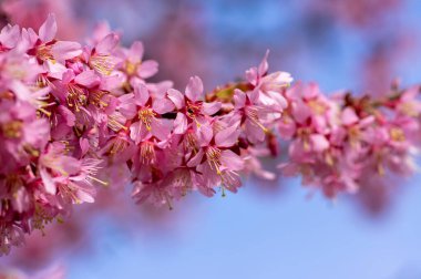 Prunus incam okame kiraz süslemesi çiçek açmış küçük ağaç çiçekleri, güzel pembe bitki erken bahar çiçekli dallar