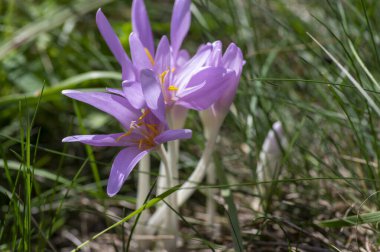 Kolşyum güz güz gülü, açık mor renkli çiçek grubu, çayıra düşerken güzel çiçekler.