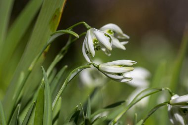 Galanthus nivalis çiçekli bitkiler, parlak beyaz kar damlaları güneş ışığında bahar çayırlarında çiçek açarlar.