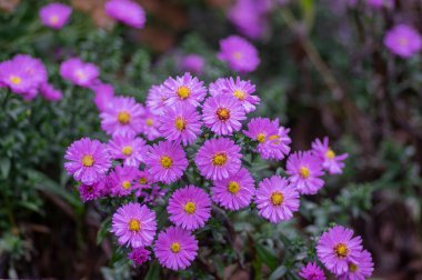 Symphyotrichum novi-belgii çiçekli süs bitkisi, güzel yaz sonbaharı çiçekleri çiçek açmış.