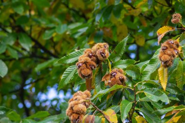 Castanea sativa olgunlaşan meyveler dikenli kübikler, ağaç dallarında sallanan yenilebilir gizli tohumlar, yeşil yapraklar.