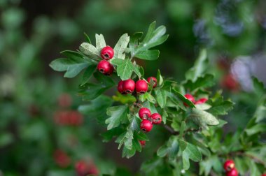 Crataegus monogyna tek tohumlu şahin şahini ağaç dallarında kırmızı olgun meyveler ve yapraklarla