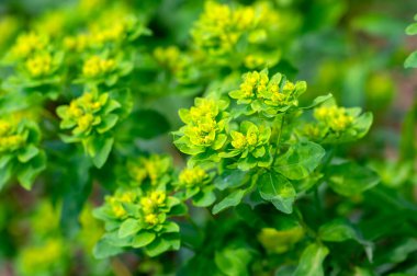 Euphorbia epitymoides yastığı çiçek açan çimenlik bitki, bahar zamanı süs bahçesi parlak sarı çiçekli bitki