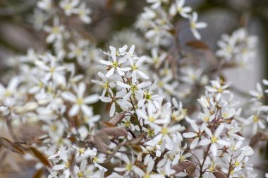 Amelanchier lamarckii deciduous flowering shrub, group of snowy white petal flowers on branches in bloom in springtime clipart