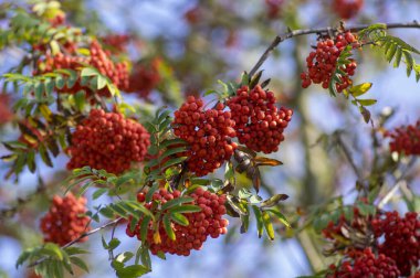 Sorbus aucuparia moutain-ash rowan ağacı dalları yeşil yapraklar ve dallarda kırmızı nar meyveleri, mavi gökyüzü