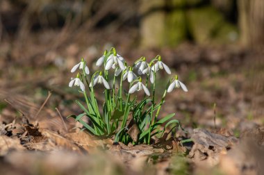 Galanthus Nivalis çiçek açan bitkiler, parlak beyaz kar damlaları ilkbahar ormanlarında güneş ışığında çiçek açarlar.