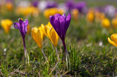 Field of flowering crocus vernus plants, group of bright colorful early spring flowers in bloom, green grass clipart