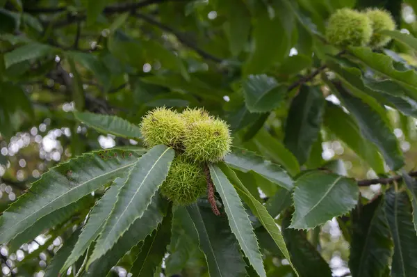 Castanea sativa olgunlaşan meyveler dikenli kübikler, ağaç dallarında sallanan yenilebilir gizli tohumlar, yeşil yapraklar.