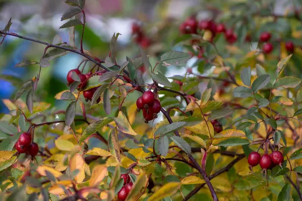 stock image Rosa glauca deciduous red-leaved spiny shrub with red ripened fruits, redleaf rose branches with hips and yellow autumnal leaves