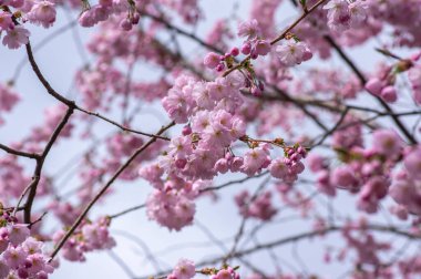 Prunus sargentii alcolade Sargent kiraz çiçekli ağaç dalları, güzel gruplar açık pembe yaprak çiçekleri ve küçük tomurcuklar gün ışığında gökyüzüne karşı