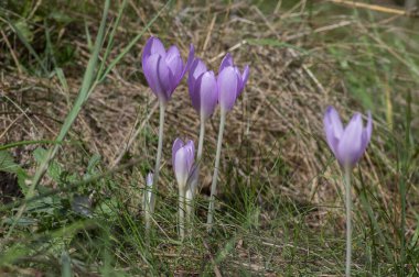 Kolşyum güz güz gülü, açık mor renkli çiçek grubu, çayıra düşerken güzel çiçekler.