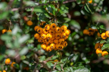 Pyracantha coccinea güneşli yıldız kırmızı ateş dikenli süs çalı, parlak turuncu meyve grubu sonbahar çalılığında asılı, yeşil yapraklar