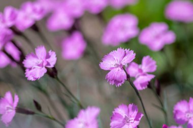 Dianthus caryophyllus karanfili pembe hafif karanfil çiçek açar, yaz mevsiminde ekilmiş çiçek açan bitkiler