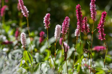 Bistorta affinis tomurcuklanan yün çiçeği, güzel mor düğüm Himalaya Persicaria bistort bitkisi bahçede, zemini kaplayan