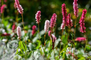 Bistorta affinis fleece flower in bloom, beautiful white purple knotweed Himalayan Persicaria bistort flowering plant in garden, ground covering clipart