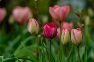 Parlak açık pembe renkli ülke Darwin laleleri çiçek açıyor, bahar çiçekli çiçek açan çiçek yaprakları süs bahçesinde.