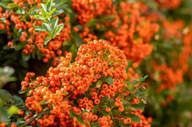 Pyracantha coccinea kırmızısı ateş dikenli süs çalısı, parlak turuncu meyve grubu sonbahar çalılığında asılı, yeşil yapraklar