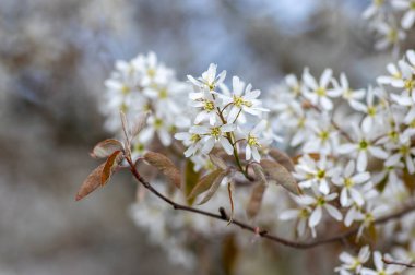 Amelanchier lamarckii yapraklı yaprak döken çalılar, ilkbaharda açan dallardaki karlı beyaz taç yapraklı çiçekler.