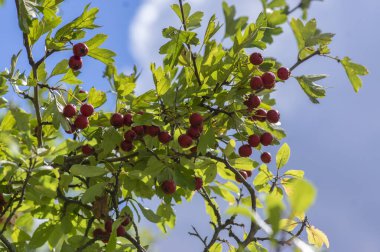 Crataegus monogyna tek tohumlu şahin şahini ağaç dallarında kırmızı olgun meyveler ve yapraklarla
