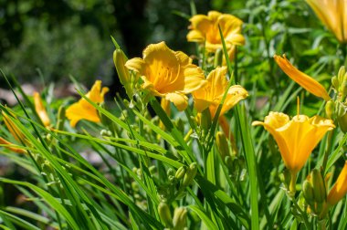 Hemerocallis hibrida mini stella çiçek sarı cüce melez çiçek bahçesinde çiçek