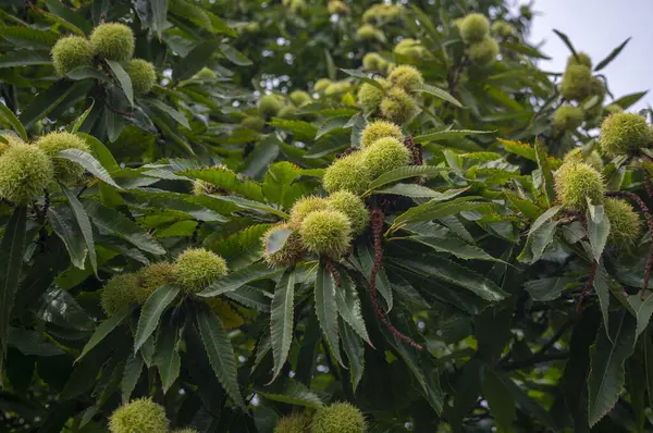 stock image Castanea sativa ripening fruits in spiny cupules, edible hidden seed nuts hanging on tree branches, green leaves