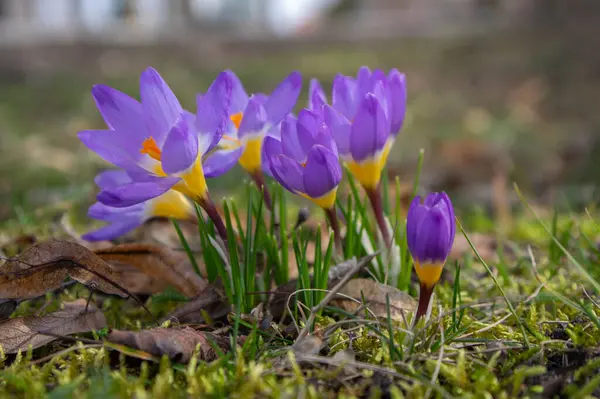 stock image Field of flowering crocus vernus sieberi tricolor plants, group of bright colorful purple yellow white early spring flowers in bloom