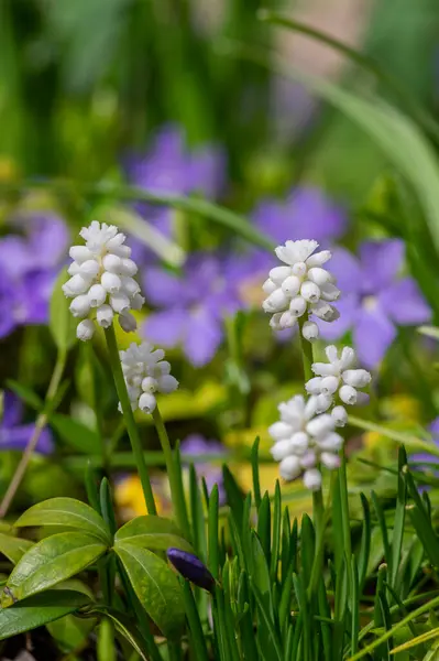 stock image Muscari aucheri grape hyacinths white flowering flowers, group of bulbous plants in bloom, green leaves and buds